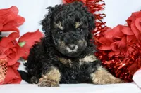 Bae bae micro, a female Miniature Bernedoodle for sale in Muskogee, OK – Photo 8 of 9