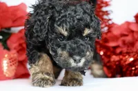 Bae bae micro, a female Miniature Bernedoodle for sale in Muskogee, OK – Photo 4 of 9