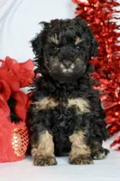 Bae bae micro, a female Miniature Bernedoodle for sale in Muskogee, OK – Photo 7 of 9