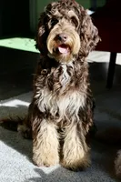Julius, a male Cavapoo for sale in Muskogee, OK – 6 of 8
