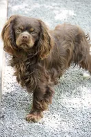 Wally , a male Cavalier King Charles Spaniel for sale in Muskogee, OK – 4 of 4