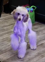 Ghost, a female Poodle - Miniature  for sale in Muskogee, OK – 4 of 8