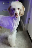 Ghost, a female Poodle - Miniature  for sale in Muskogee, OK – 3 of 8