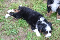 Birdie Ultra , a female Bernese Mountain Dog and Miniature Bernedoodle for sale in Muskogee, OK – Photo 3 of 3