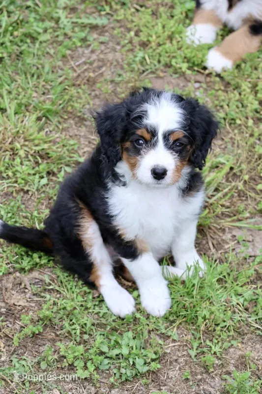 Birdie Ultra  – Bernese Mountain Dog, Miniature Bernedoodle puppy for sale in Muskogee, OK