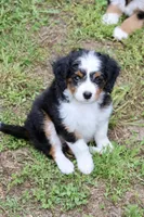 Birdie Ultra , a female Bernese Mountain Dog and Miniature Bernedoodle for sale in Muskogee, OK – Photo 1 of 3