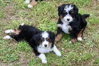 Birdie Ultra , a female Bernese Mountain Dog and Miniature Bernedoodle for sale in Muskogee, OK – Photo 2 of 3