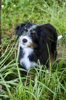 White collar Ultra , a female Bernese Mountain Dog and Bernedoodle for sale in Muskogee, OK – 7 of 9