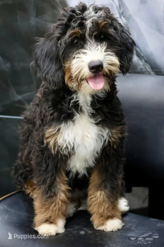 White collar Ultra  – Bernese Mountain Dog, Bernedoodle puppy for sale in Muskogee, OK