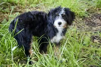 White collar Ultra , a female Bernese Mountain Dog and Bernedoodle for sale in Muskogee, OK – 7 of 7
