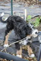 White collar Ultra , a female Bernese Mountain Dog and Bernedoodle for sale in Muskogee, OK – 8 of 9