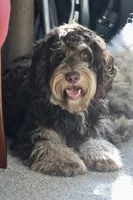 Julius, a male Cavapoo for sale in Muskogee, OK – 2 of 8