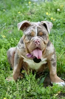 Opal, a female English Bulldog for sale in Muskogee, OK – 6 of 6