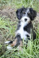 White collar Ultra , a female Bernese Mountain Dog and Bernedoodle for sale in Muskogee, OK – 9 of 9