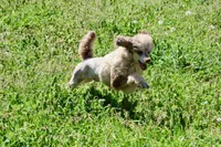 Chip , a male Poodle - Miniature  for sale in Muskogee, OK – 8 of 8