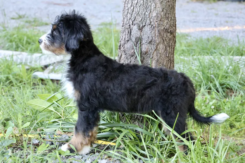 White collar Ultra  – Bernese Mountain Dog, Bernedoodle puppy for sale in Muskogee, OK