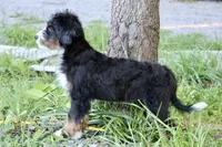 White collar Ultra , a female Bernese Mountain Dog and Bernedoodle for sale in Muskogee, OK – 5 of 7