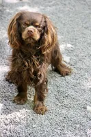 Wally , a male Cavalier King Charles Spaniel for sale in Muskogee, OK – 3 of 4