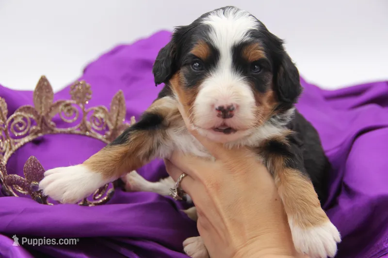 Haven Ultra – Bernese Mountain Dog, Bernedoodle puppy for sale in Muskogee, OK