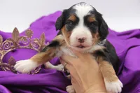 Haven Ultra, a female Bernese Mountain Dog and Bernedoodle for sale in Muskogee, OK – Photo 1 of 2