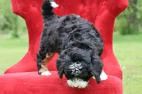 Countless Ultra, a female Bernese Mountain Dog and Bernedoodle for sale in Muskogee, OK – 6 of 7