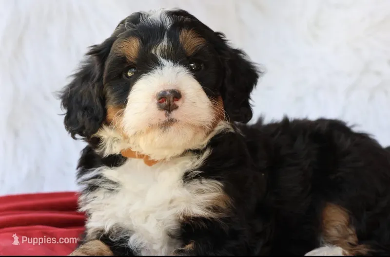 Countless Ultra – Bernese Mountain Dog, Bernedoodle puppy for sale in Muskogee, OK