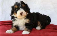 Countless Ultra, a female Bernese Mountain Dog and Bernedoodle for sale in Muskogee, OK – Photo 4 of 4