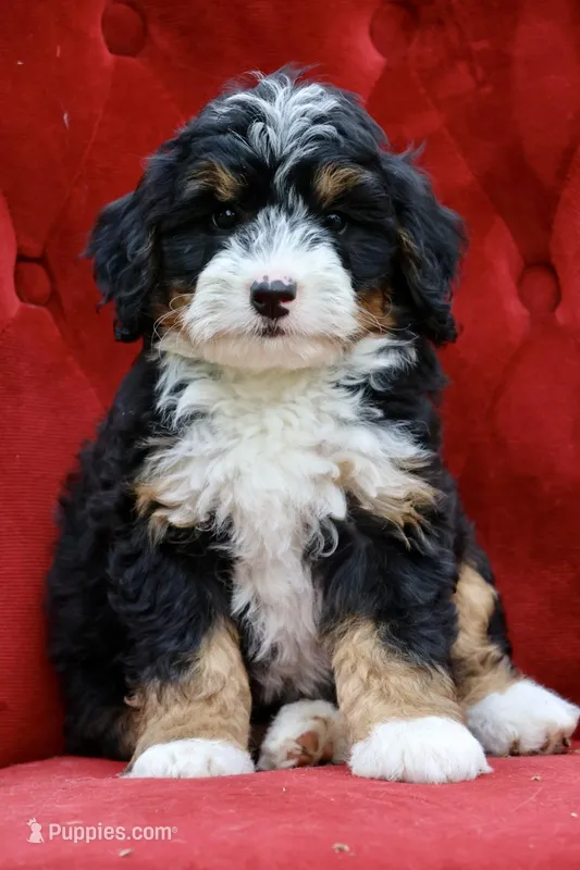 Countless Ultra – Bernese Mountain Dog, Bernedoodle puppy for sale in Muskogee, OK
