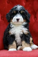 Countless Ultra, a female Bernese Mountain Dog and Bernedoodle for sale in Muskogee, OK – 1 of 7