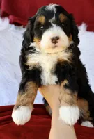 Countless Ultra, a female Bernese Mountain Dog and Bernedoodle for sale in Muskogee, OK – Photo 2 of 4