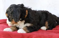 Countless Ultra, a female Bernese Mountain Dog and Bernedoodle for sale in Muskogee, OK – Photo 3 of 4