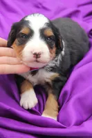 Haven Ultra, a female Bernese Mountain Dog and Bernedoodle for sale in Muskogee, OK – Photo 2 of 2