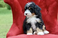 Countless Ultra, a female Bernese Mountain Dog and Bernedoodle for sale in Muskogee, OK – 2 of 7