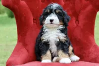 Countless Ultra, a female Bernese Mountain Dog and Bernedoodle for sale in Muskogee, OK – 3 of 7