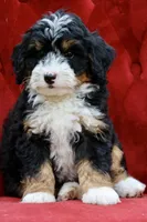 Countless Ultra, a female Bernese Mountain Dog and Bernedoodle for sale in Muskogee, OK – 5 of 7