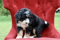 Countless Ultra, a female Bernese Mountain Dog and Bernedoodle for sale in Muskogee, OK – 7 of 7