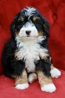 Countless Ultra, a female Bernese Mountain Dog and Bernedoodle for sale in Muskogee, OK – 4 of 7