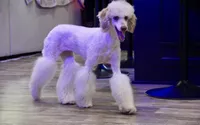 Ghost, a female Poodle - Miniature  for sale in Muskogee, OK – 2 of 8