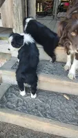 Cole , a male Miniature American Shepherd for sale in Spencer, IN – 9 of 10