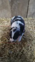 Jay, a male Australian Shepherd for sale in Spencer, IN – 7 of 8