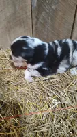 Jay, a male Australian Shepherd for sale in Spencer, IN – 4 of 8