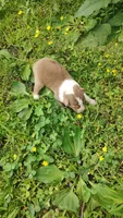 Dusty, a male Australian Shepherd for sale in Spencer, IN – 9 of 10