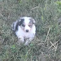 Logan, a male Australian Shepherd for sale in Spencer, IN – 2 of 9