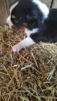Ella, a female Australian Shepherd for sale in Spencer, IN – 5 of 6