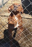 Luna, a female Catahoula Leopard Dog for sale in Spencer, IN – Photo 3 of 8