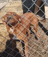 Luna, a female Catahoula Leopard Dog for sale in Spencer, IN – Photo 5 of 8