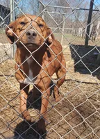 Luna, a female Catahoula Leopard Dog for sale in Spencer, IN – Photo 4 of 8