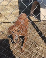 Luna, a female Catahoula Leopard Dog for sale in Spencer, IN – Photo 6 of 8