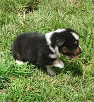 Chr, a male Australian Shepherd for sale in Spencer, IN – 8 of 8