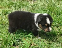 Chr, a male Australian Shepherd for sale in Spencer, IN – 6 of 8